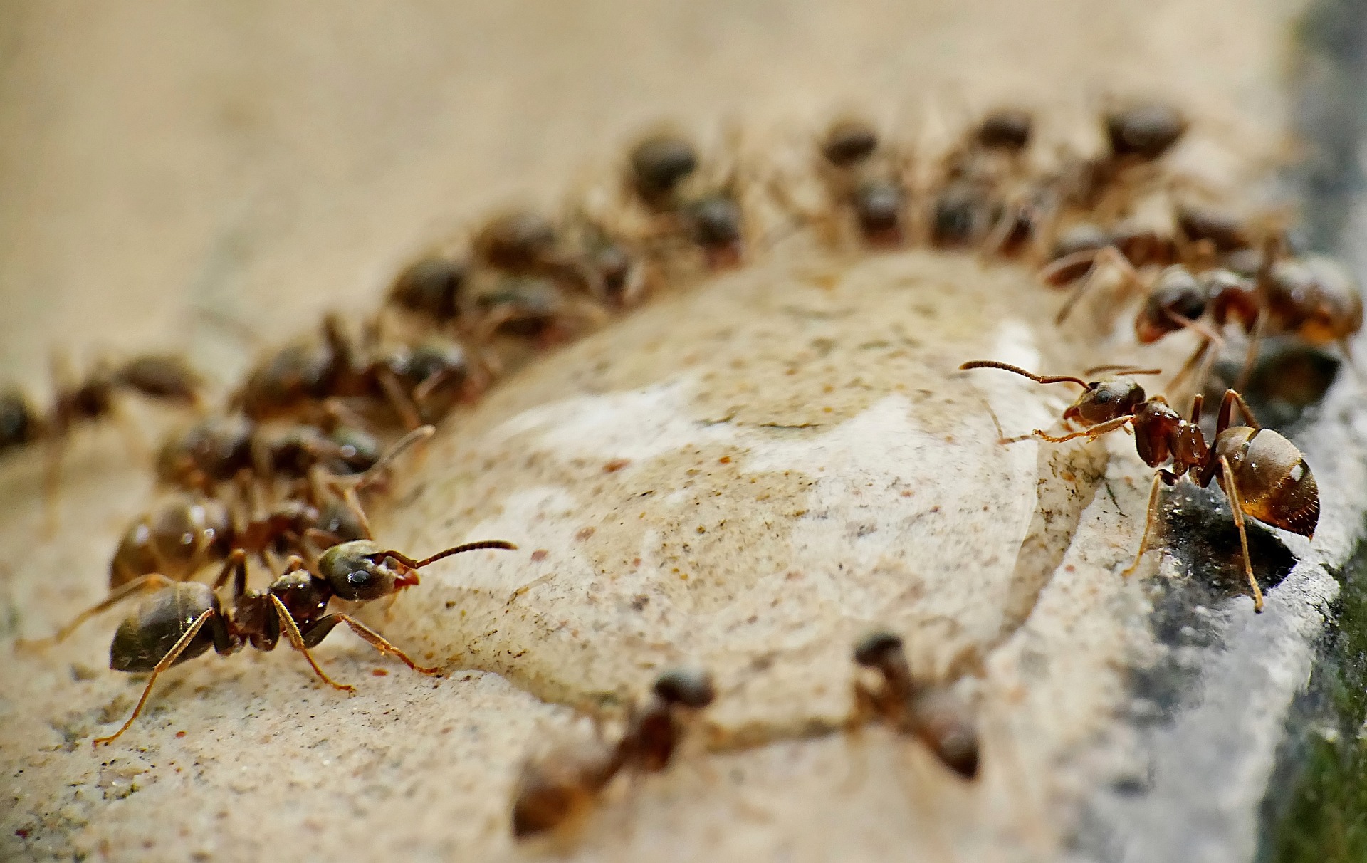 La collaboration c'est pas que pour les fourmis