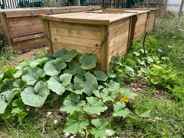 Photo montrant les deux rangées de composteurs, avec des courges issues des graines compostées qui poussent autour.